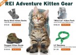 Kitten-Gear